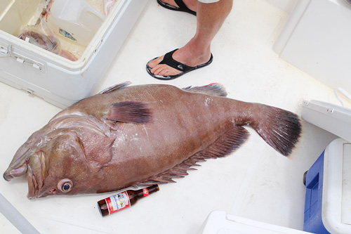 Mystic Grouper, catch of the day