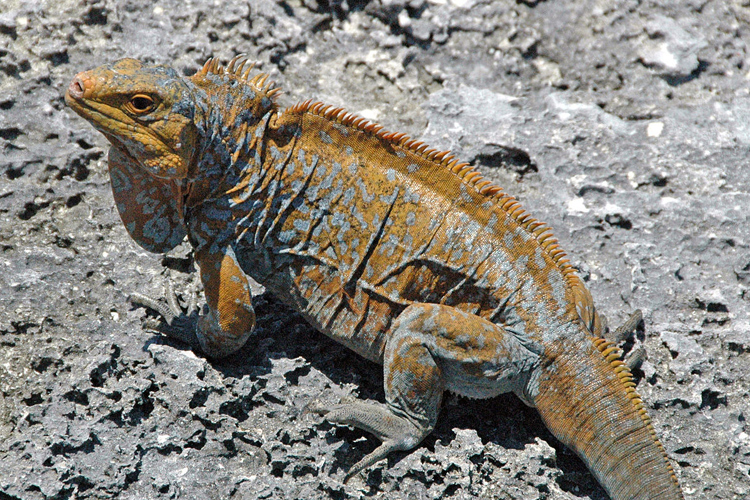 A local iguana from San Salvador