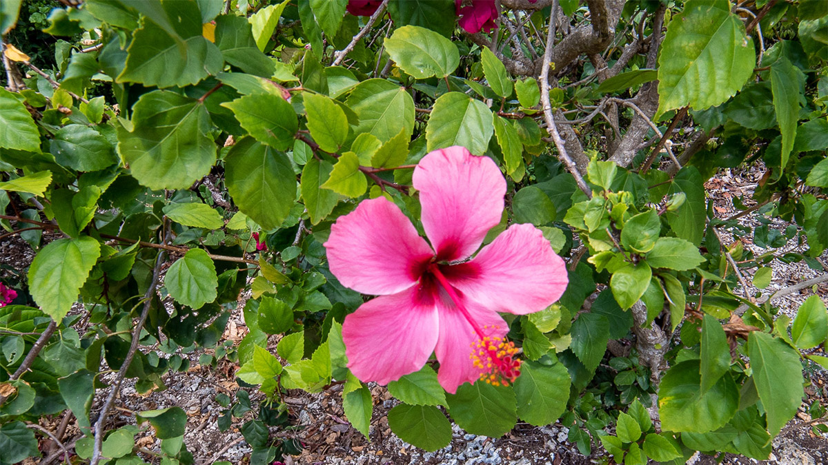 Outside area at Honeydew vacation rental cottage on Guana Cay