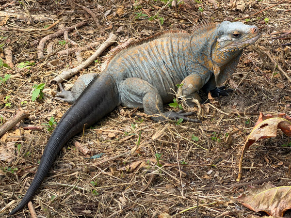 Rare Rock Iguana on San Salvador